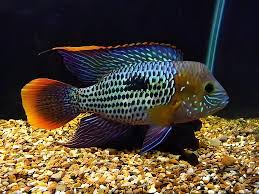 Green Terror 14-16cm