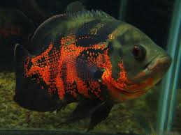 Oscar Red Tigre 25cm