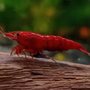 Camarão Neocaridina Red Cherry