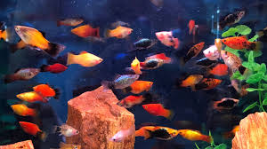 Peixes Alimento Vivo / Iscas Vivas / Peixes Variados