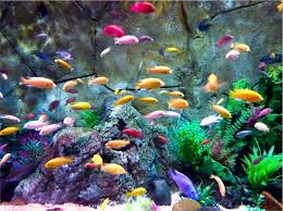 Peixes Alimento Vivo / Iscas Vivas / Peixes Variados - Imagem 2