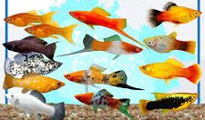 Peixes Variados (Platis, Espadas e Molinésias)