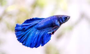 Bettas Macho