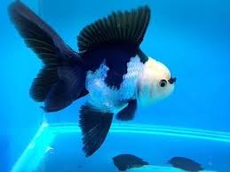 Kinguio Oranda Panda 14-16cm