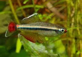 Tanictis (Tanichthys albonubes)