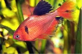 Tetra Mato Grosso Véu