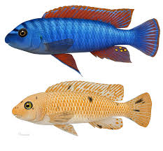 Labeotropheus Trewavasae