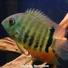 Acara Severum Green 16-18cm
