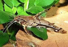 Amblydora 6cm
