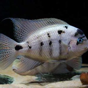 Vieja Argentea 25cm