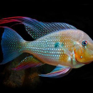Geophagus Heckelli Ancestral / Acarichthys heckelii 15cm