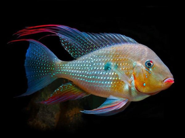 Geophagus Heckelli Ancestral / Acarichthys heckelii 15cm