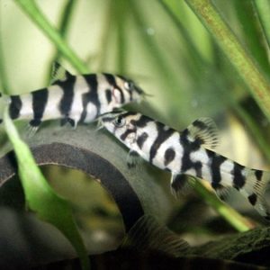 Botia Yoyo / Botia lohachata
