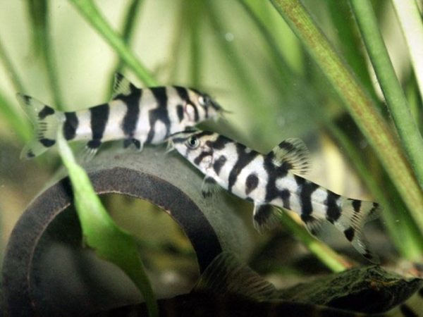 Botia Yoyo / Botia lohachata