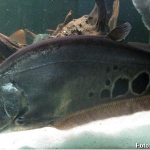 Peixe Faca Palhaço 14cm – Chitala ornata