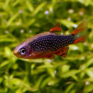 Rasbora Galaxy / Danio margaritatus
