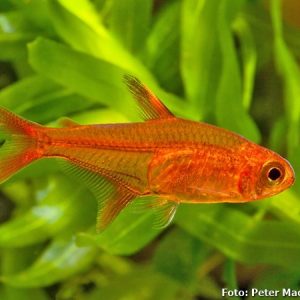 Tetra Foguinho / Hyphessobrycon amandae