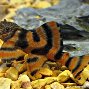 Cascudo L397 – Panaqolus sp.
