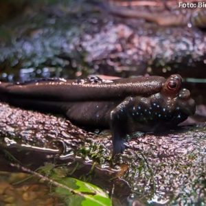 Mudskipper Atlântico (Periophthalmus barbarus)