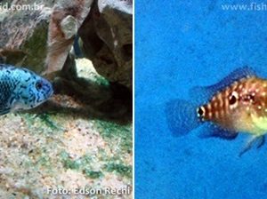 Jack Dempsey Blue 6-8cm / Rocio octofasciata