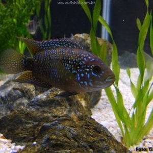 Jack Dempsey Preto 8cm / Rocio octofasciata