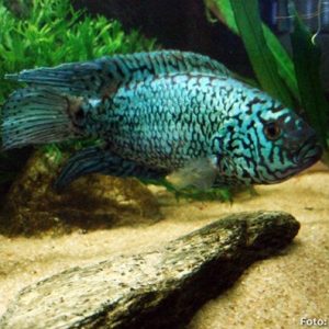 Jack Dempsey Blue 20cm / Rocio octofasciata