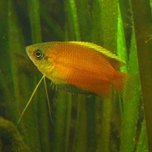 Colisa Mel / Chuna (Trichogaster chuna)