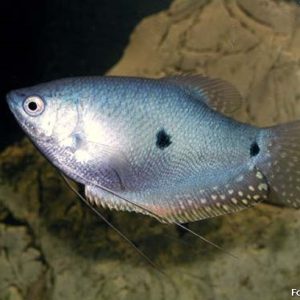 Tricogaster Azul / Trichogaster trichopterus