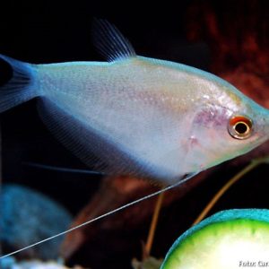 Tricogaster Prata / Trichogaster microlepis