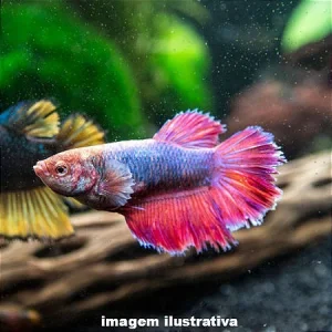 Betta Femea Comum / Betta splendens
