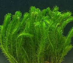 Egeria Densa (Elodea)