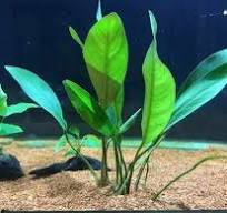 Anubia Lanceolata