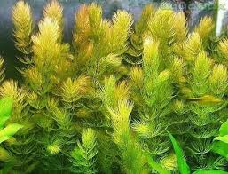 Ceratophyllum demersum (Rabo de raposa)