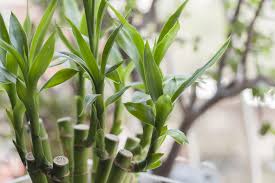 BAMBUZINHO DA SORTE VARIEGATA (Dracaena sanderiana)