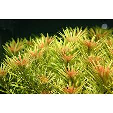 Ludwigia inclinata