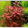 Ludwigia sp. Red