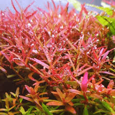 Rotala rotundifolia