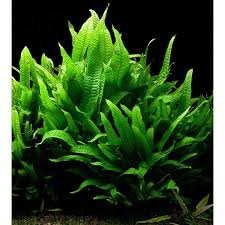 Microsorum pteropus
