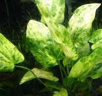 Echinodorus cordifolius (Marble Queen)