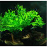 Microsorum pteropus 'Windelov'