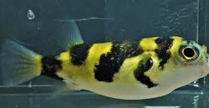 Baiacu Amazônico (Colomesus asellus)