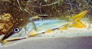 Botinho (Hassar gabiru)