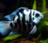 Papagaio Polar Blue 3 a 6 cm / Amphilophus citrinellus