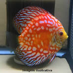 Acará Disco Panda Pingeon 7-8cm / Symphysodon aequifasciatus