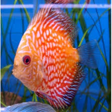 Acará Disco Panda Pingeon 9-10cm / Symphysodon aequifasciatus