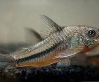Coridora Azul (comum) / Corydoras nattereri