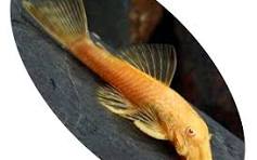 Cascudo Chocolate Albino 14-16cm (Pterygoplichthys scrophus)