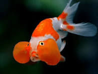 Kinguio Bolha (bubble eyes)