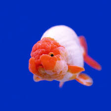 Kinguio Ranchu Branco 6-8cm