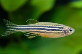 Peixe Paulistinha (Danio rerio)